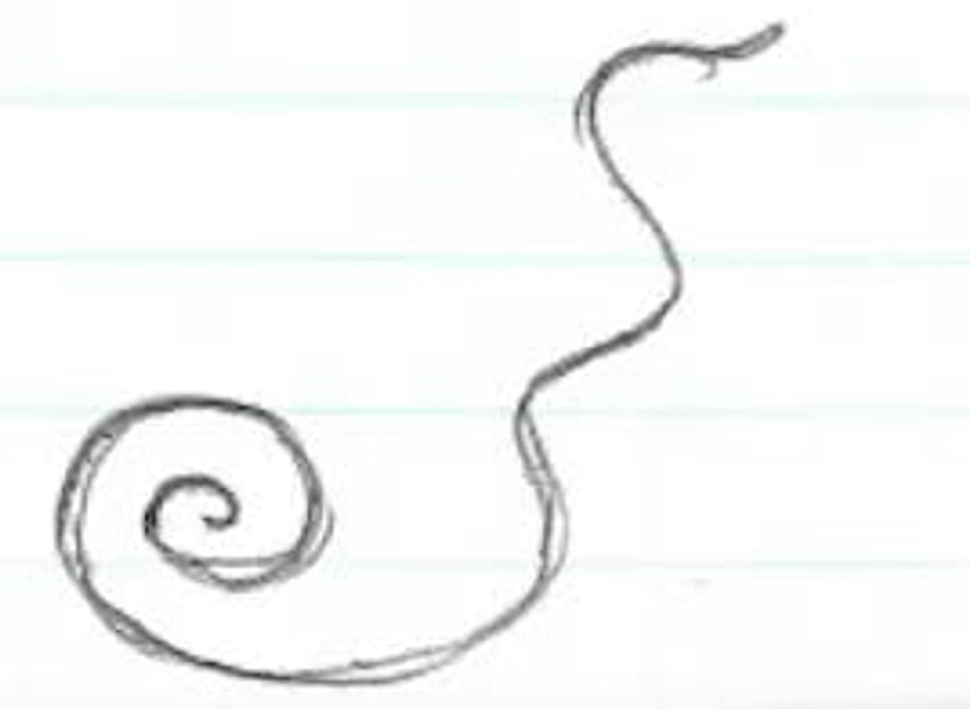drawing of loop